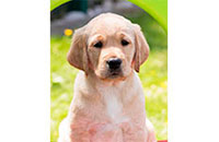 Picture of Buddy, Our Guide Dog Sponsorship